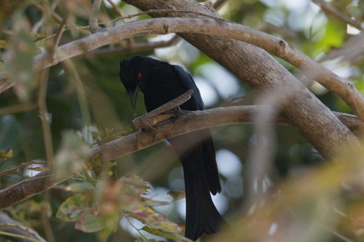 brokadedrongo - ML642038192