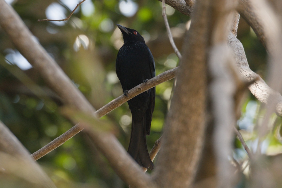 brokadedrongo - ML642038193
