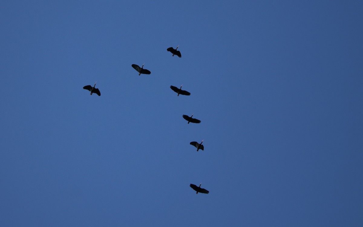 Ibis Afeitado - ML642038205