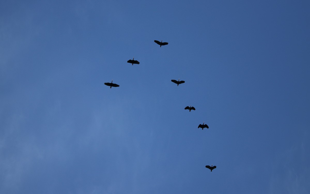 Ibis Afeitado - ML642038206