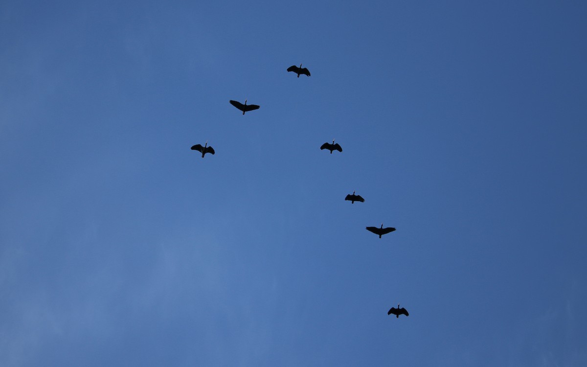 Ibis Afeitado - ML642038207