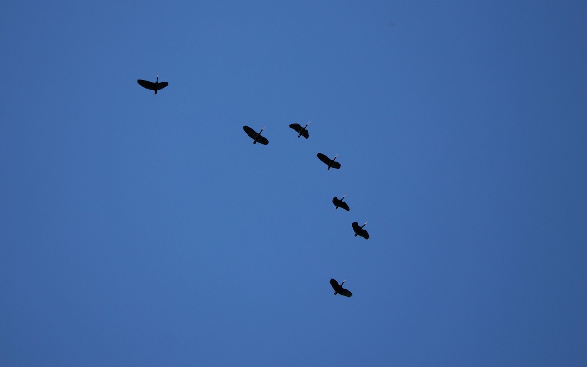 Ibis Afeitado - ML642038208