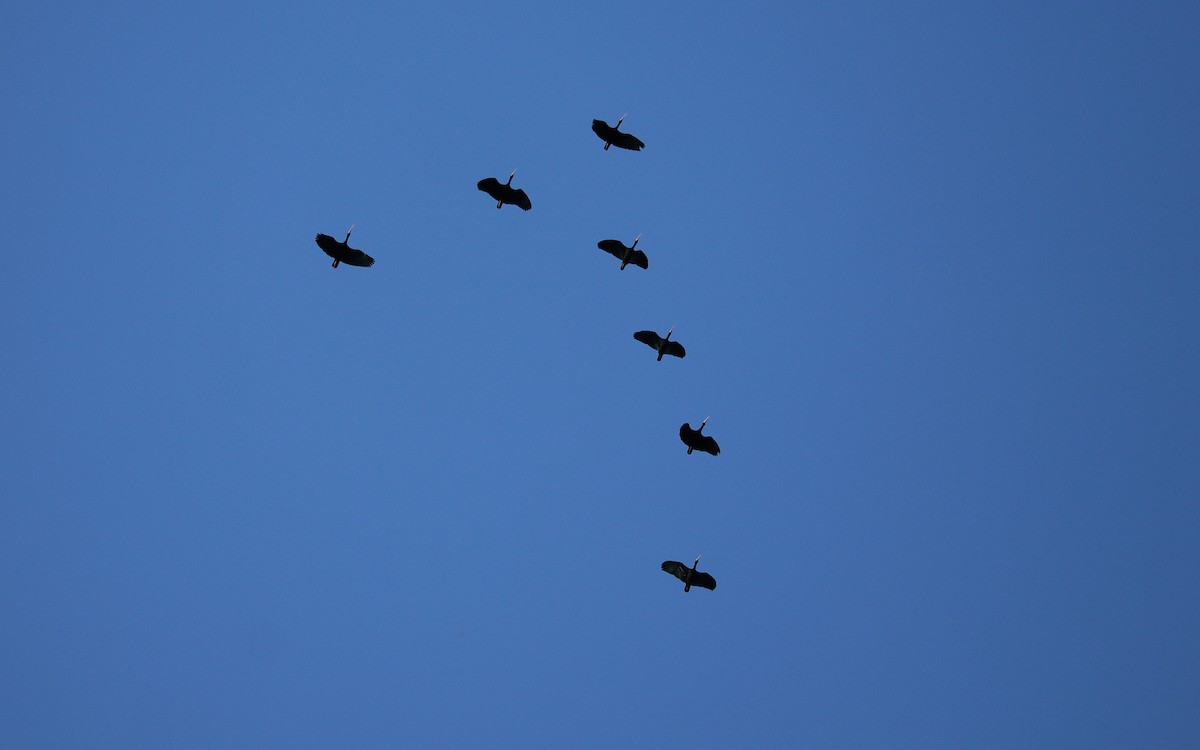 Ibis Afeitado - ML642038209