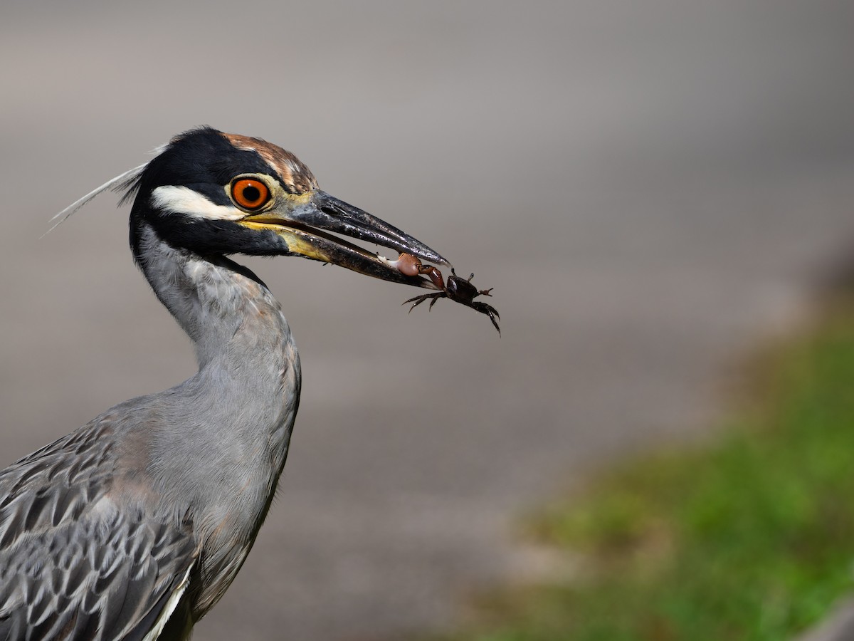 Yellow-crowned Night Heron - ML642038225