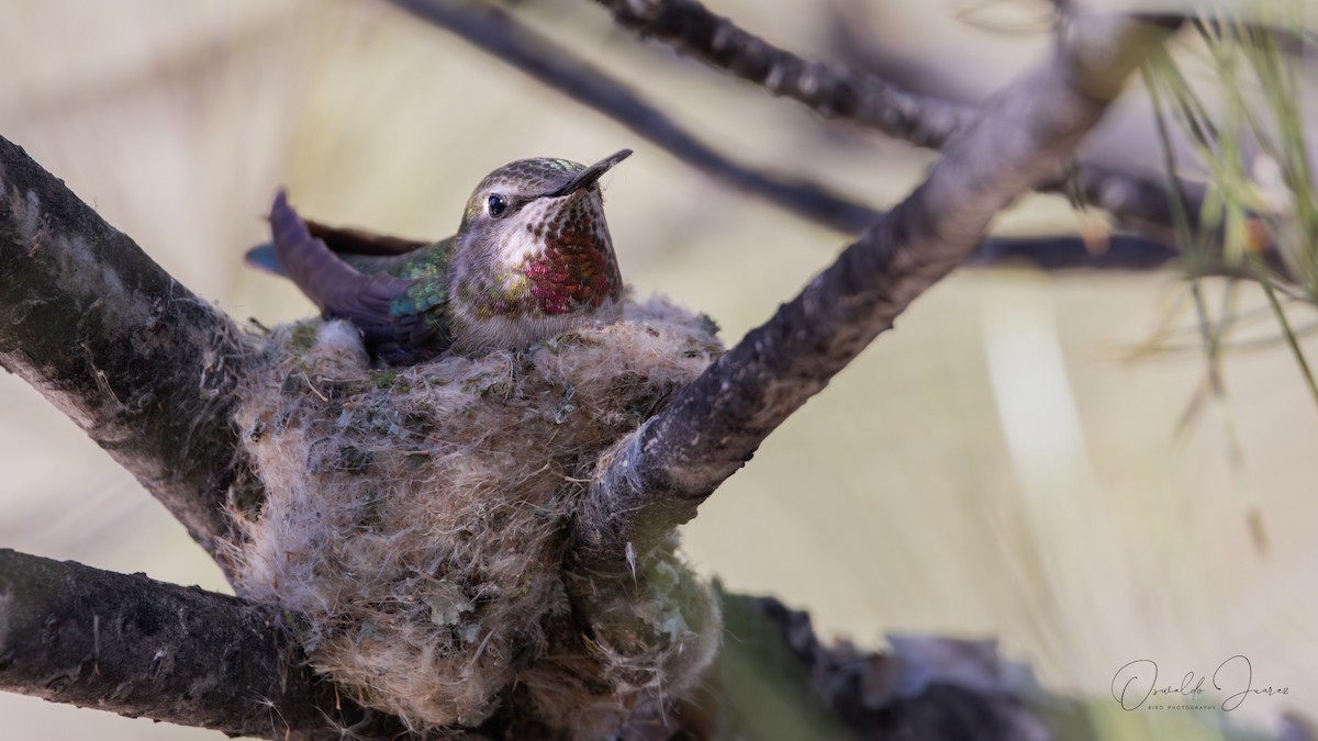 Anna's Hummingbird - ML642038255