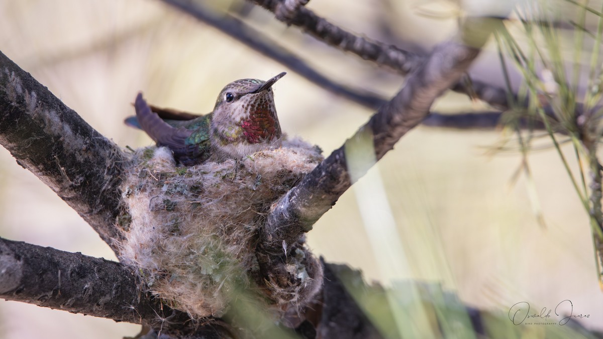Anna's Hummingbird - ML642038256
