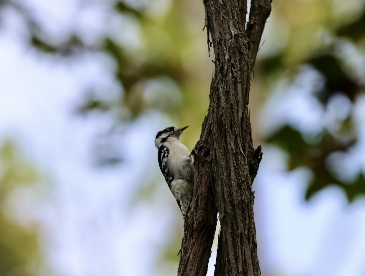 Downy Woodpecker - ML642038257