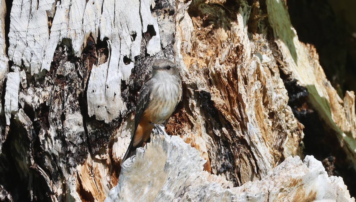 Vermilion Flycatcher - ML642038275