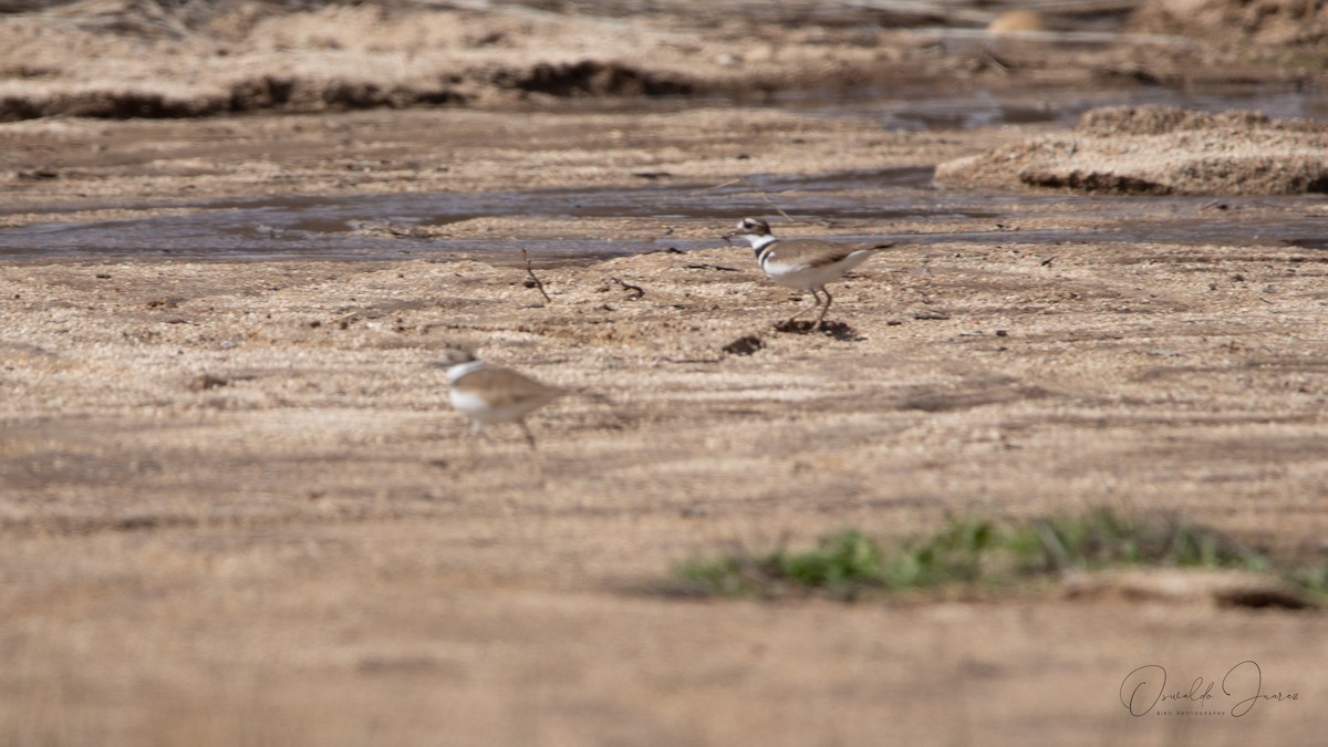 Killdeer - ML642038283