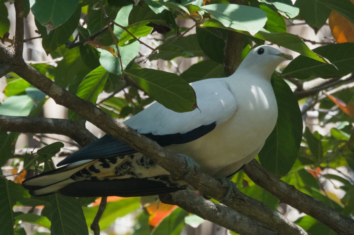 Torresian Imperial-Pigeon - ML642038288