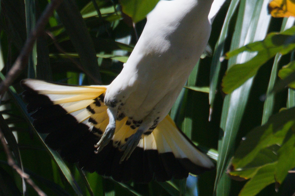 Torresian Imperial-Pigeon - ML642038289