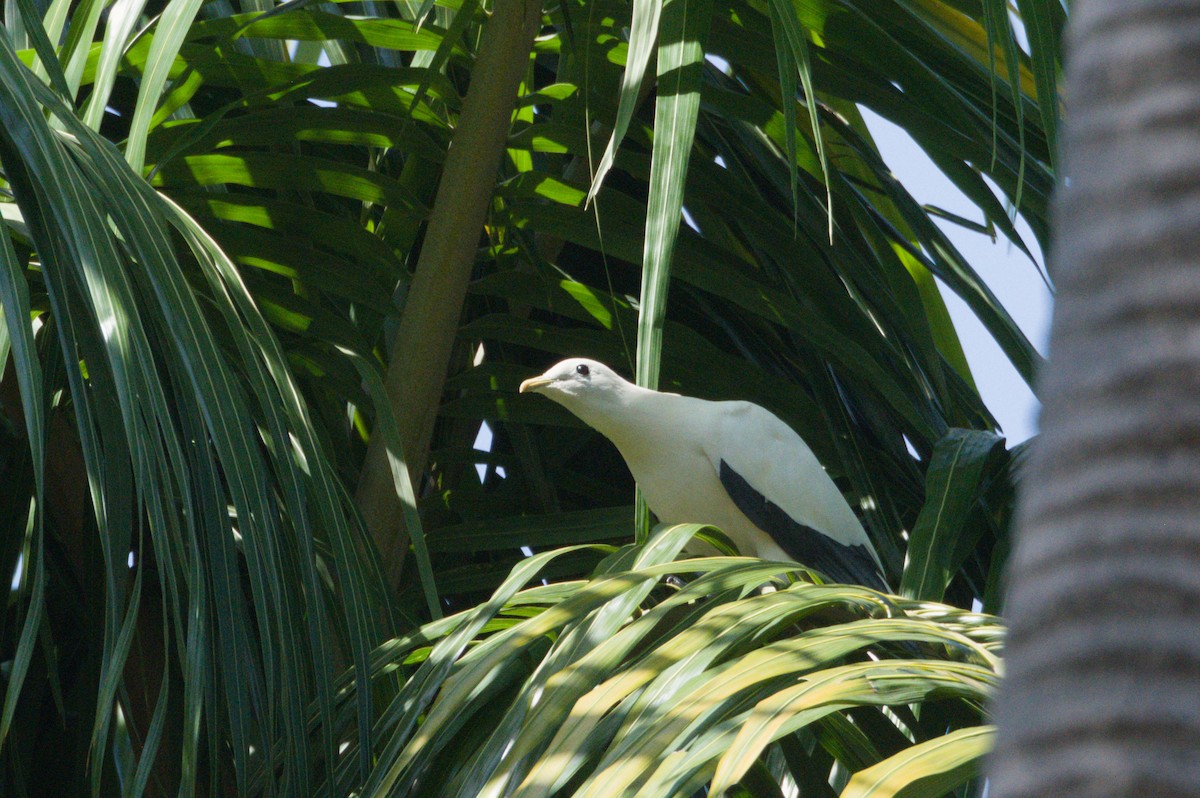 Torresian Imperial-Pigeon - ML642038290