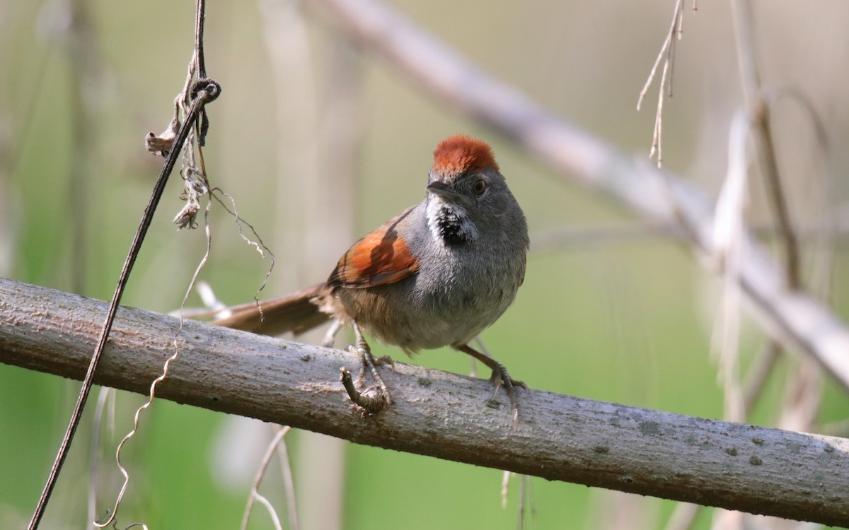 Spix's Spinetail - ML642038296