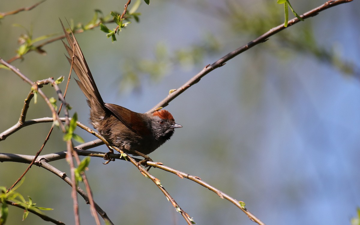 Spix's Spinetail - ML642038298