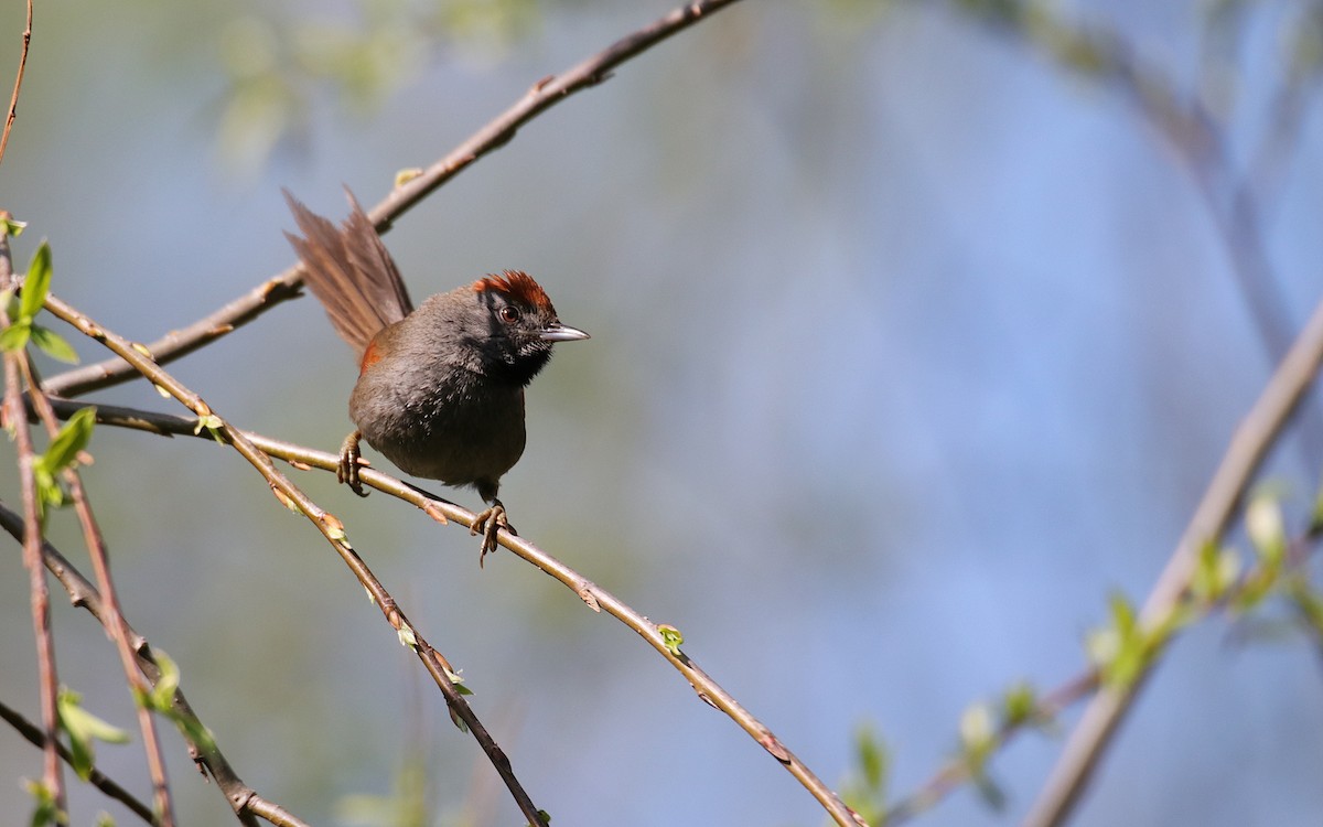 Spix's Spinetail - ML642038299
