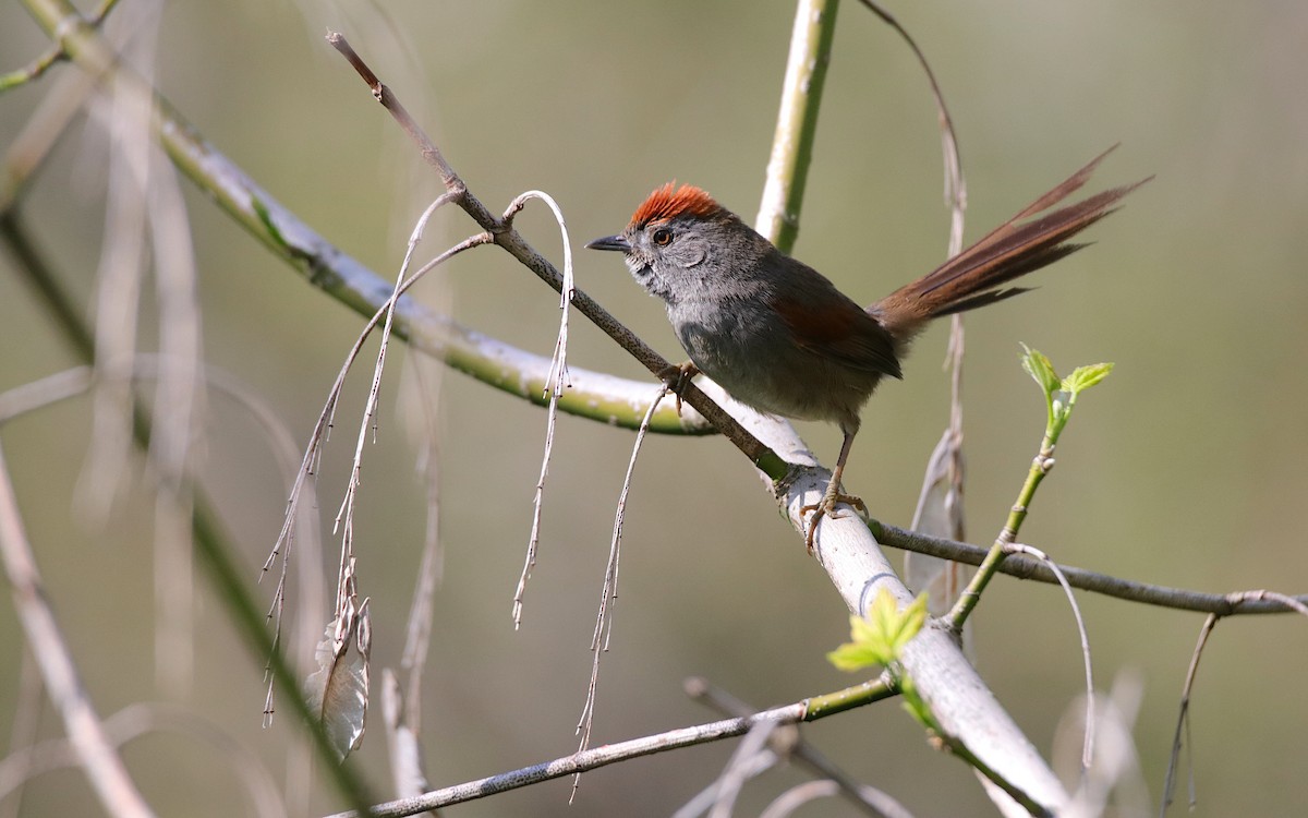 Spix's Spinetail - ML642038300