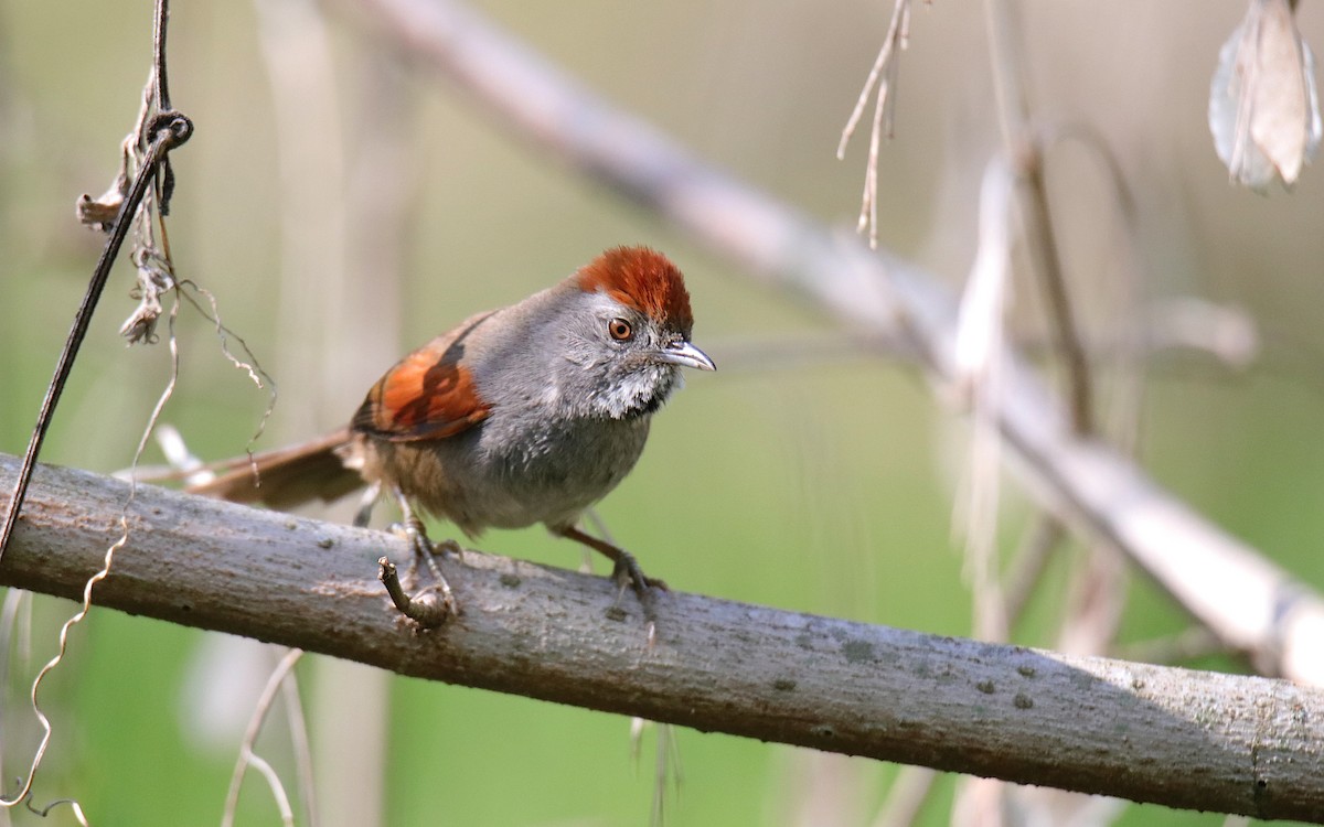 Spix's Spinetail - ML642038301