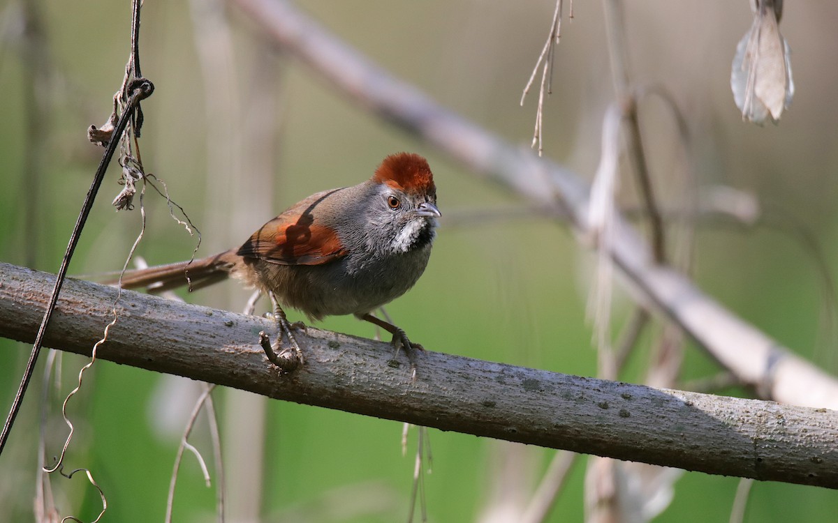 Spix's Spinetail - ML642038302