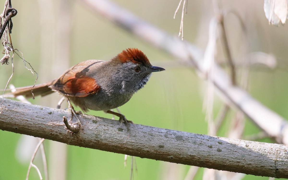 Spix's Spinetail - ML642038303