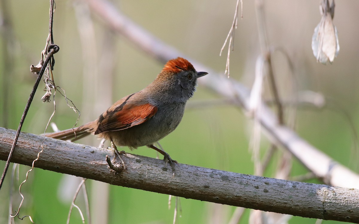 Spix's Spinetail - ML642038304