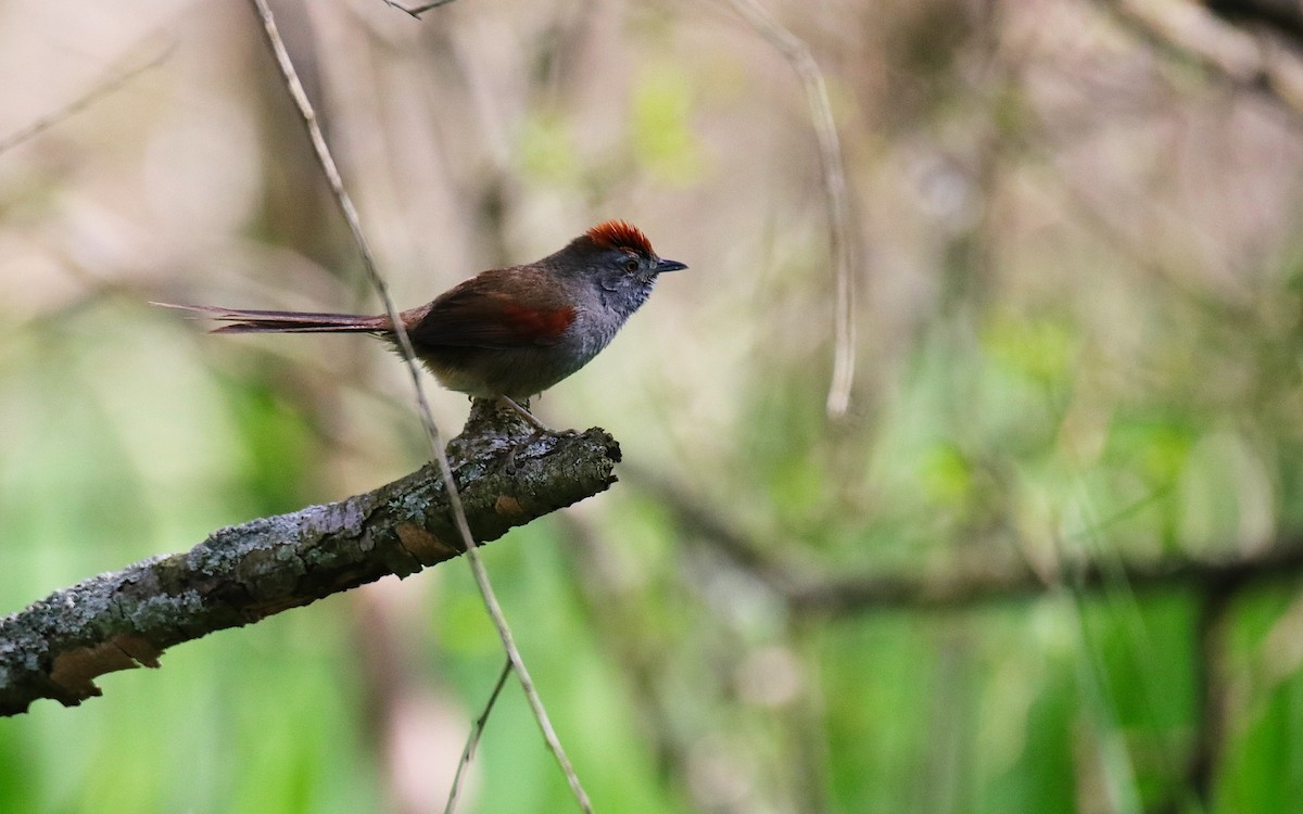 Spix's Spinetail - ML642038305