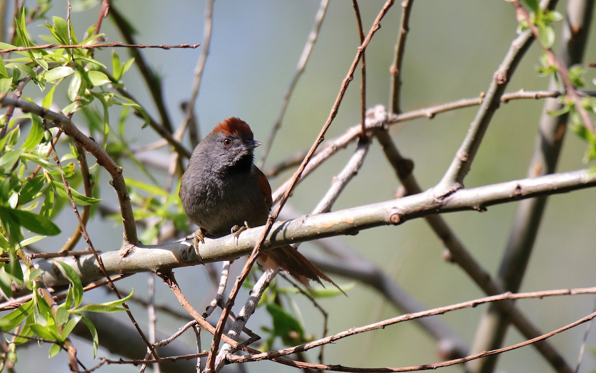 Spix's Spinetail - ML642038306