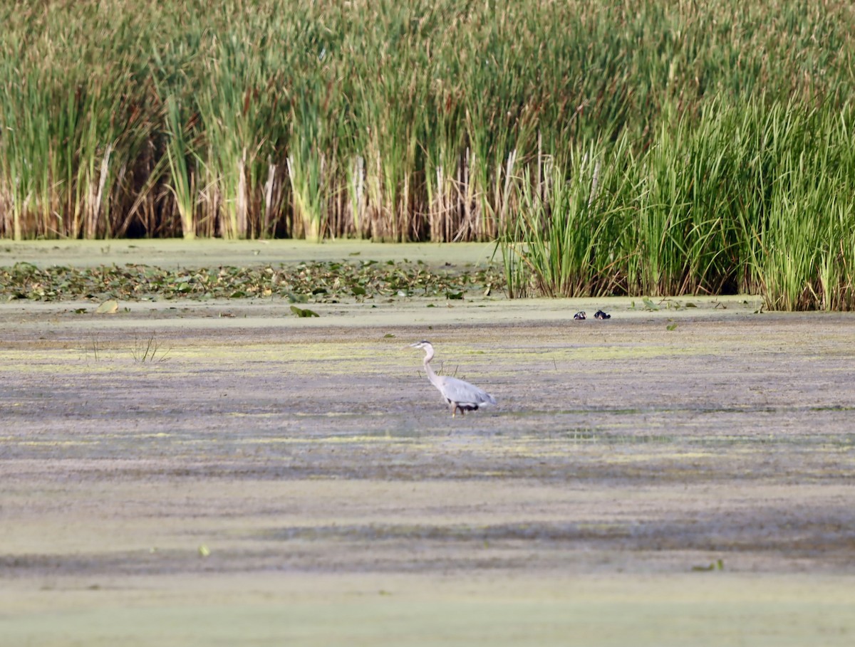 Great Blue Heron - ML642038309