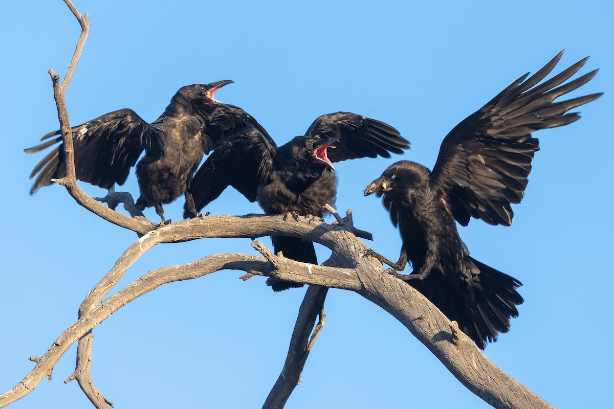 ravn - ML642038313