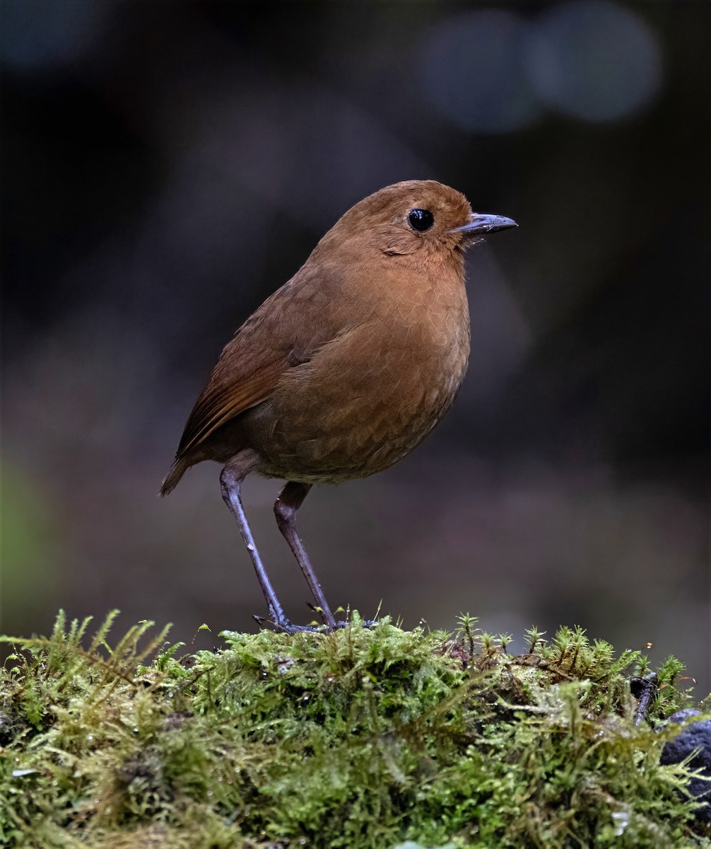 Equatorial Antpitta - ML642038317