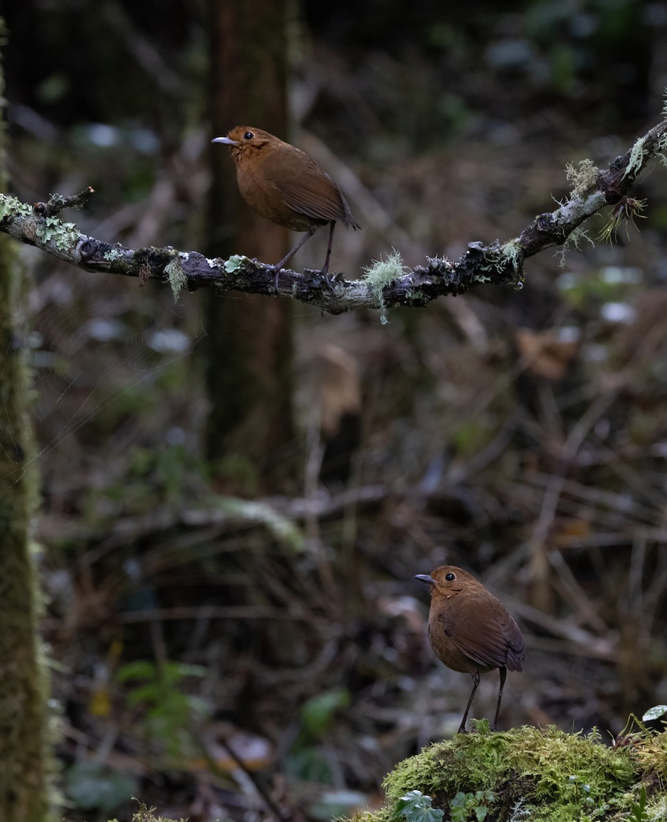 Equatorial Antpitta - ML642038319