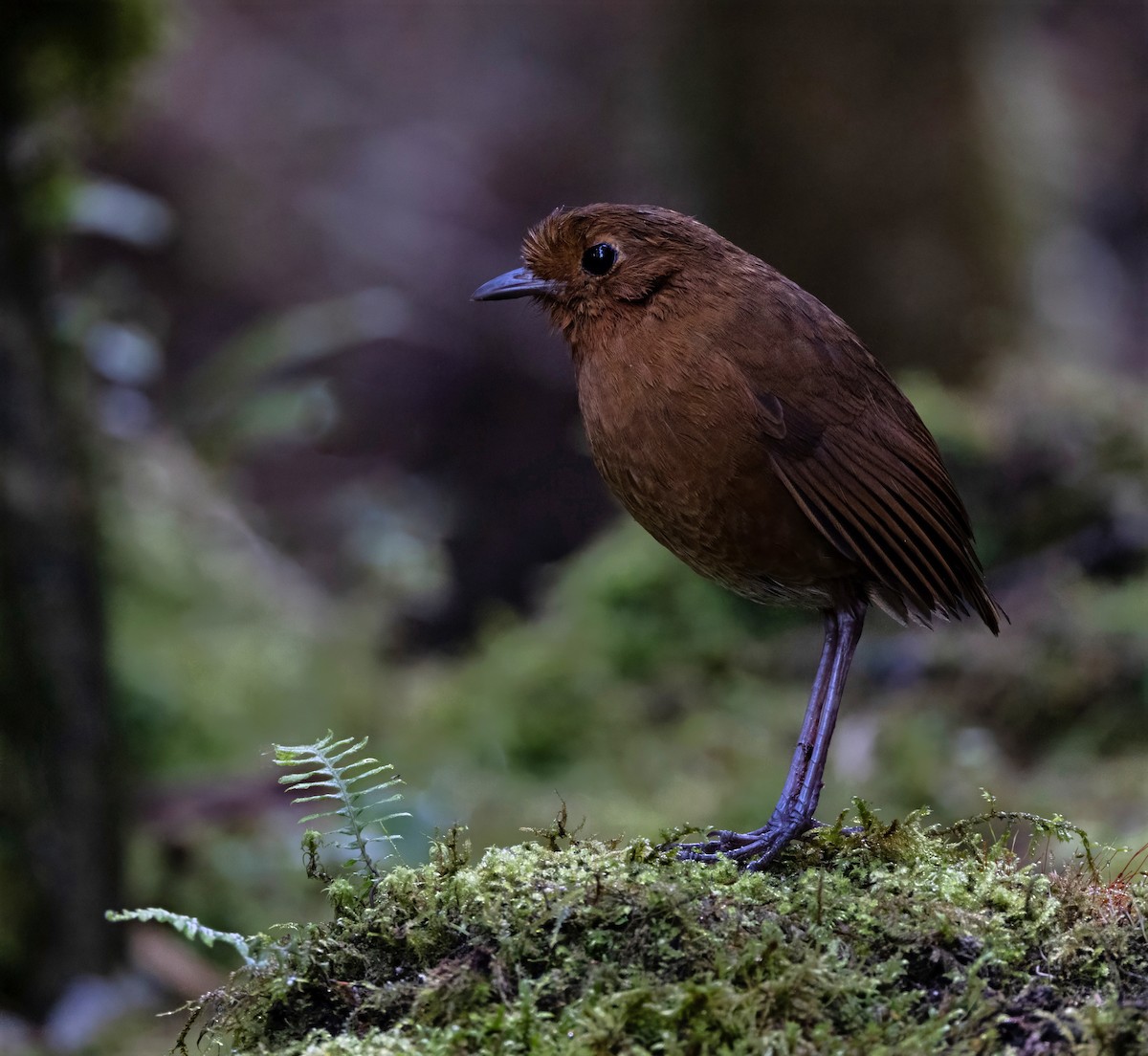 Equatorial Antpitta - ML642038321