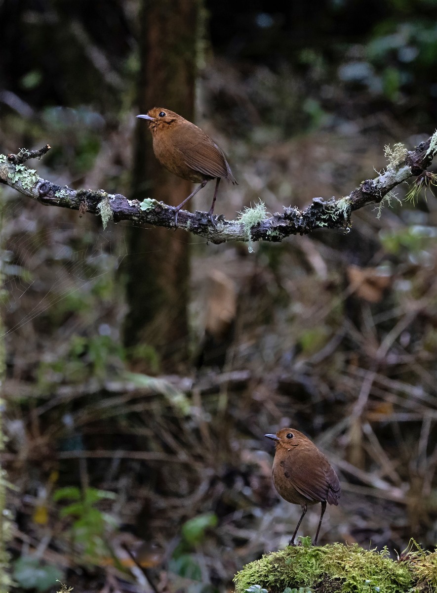 Equatorial Antpitta - ML642038322