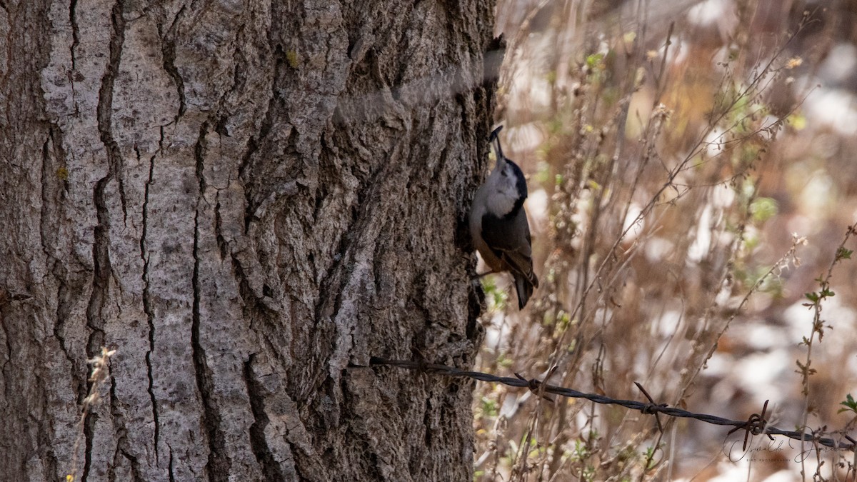 White-breasted Nuthatch (Pacific) - ML642038324