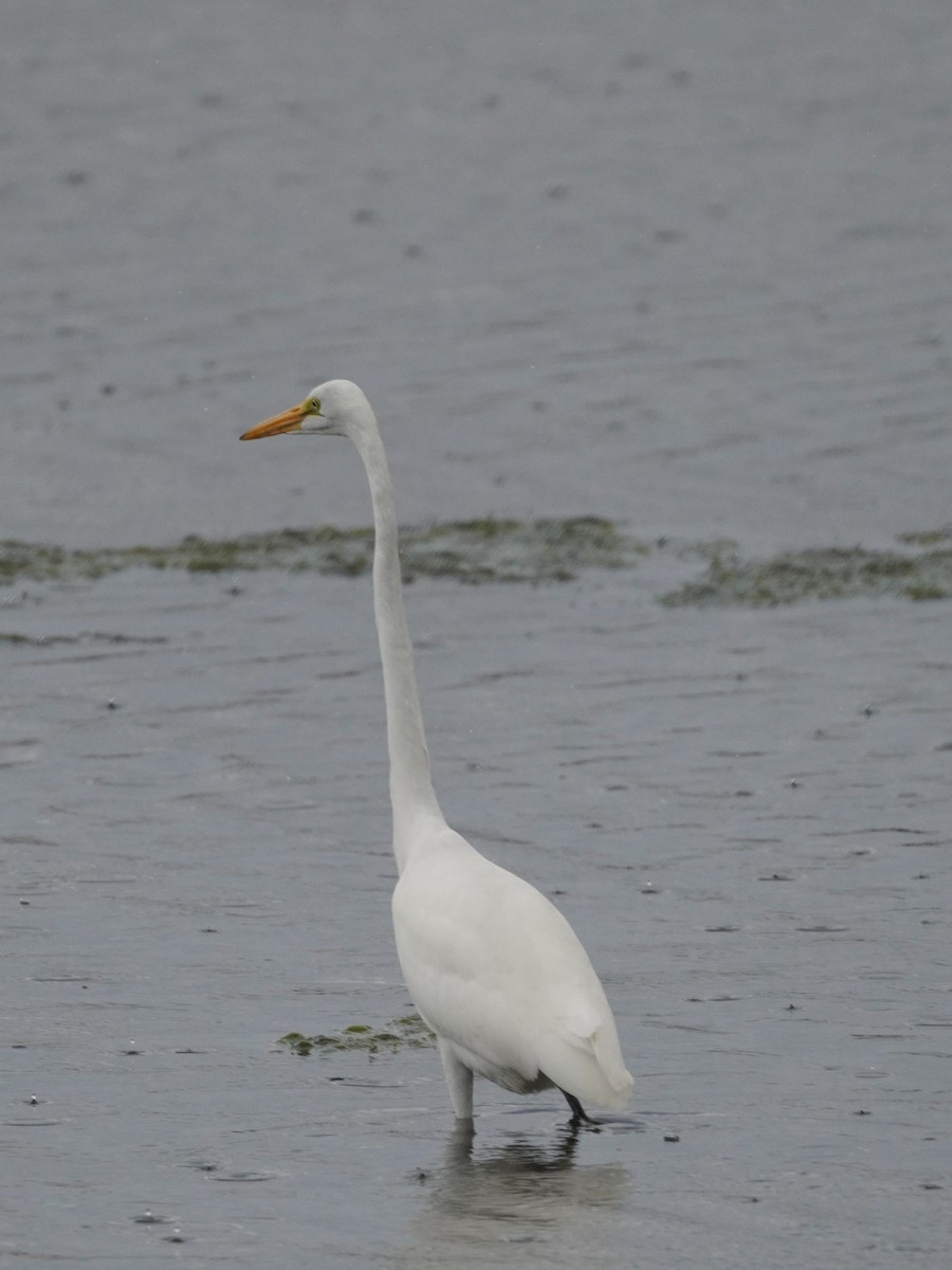 Grande Aigrette - ML642038325
