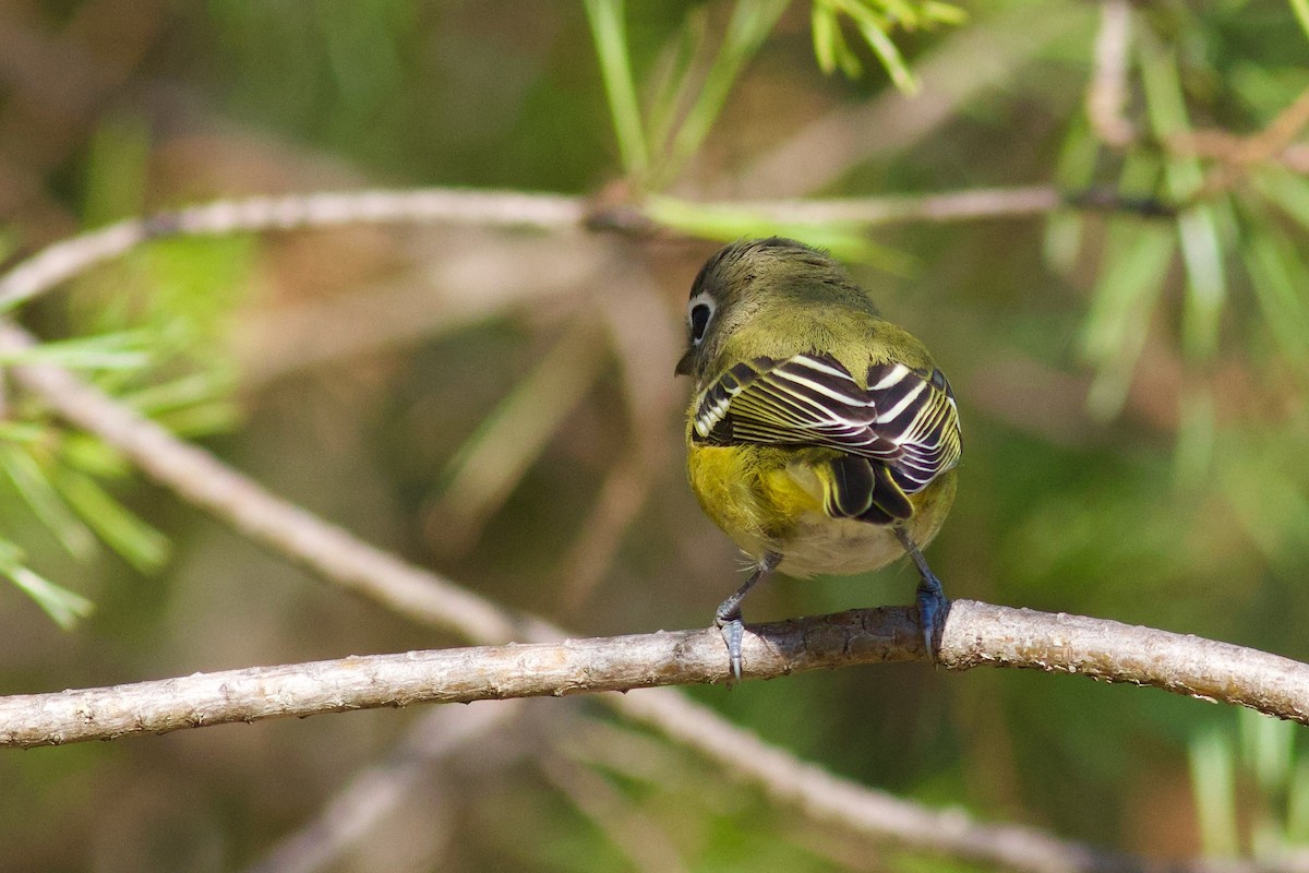 Graukopfvireo - ML642038335