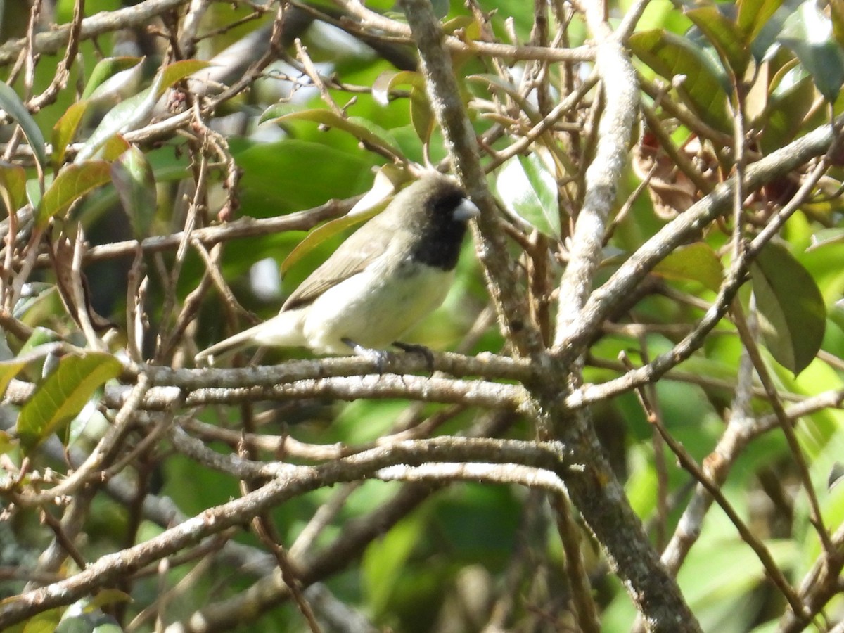 Yellow-bellied Seedeater - ML642038336