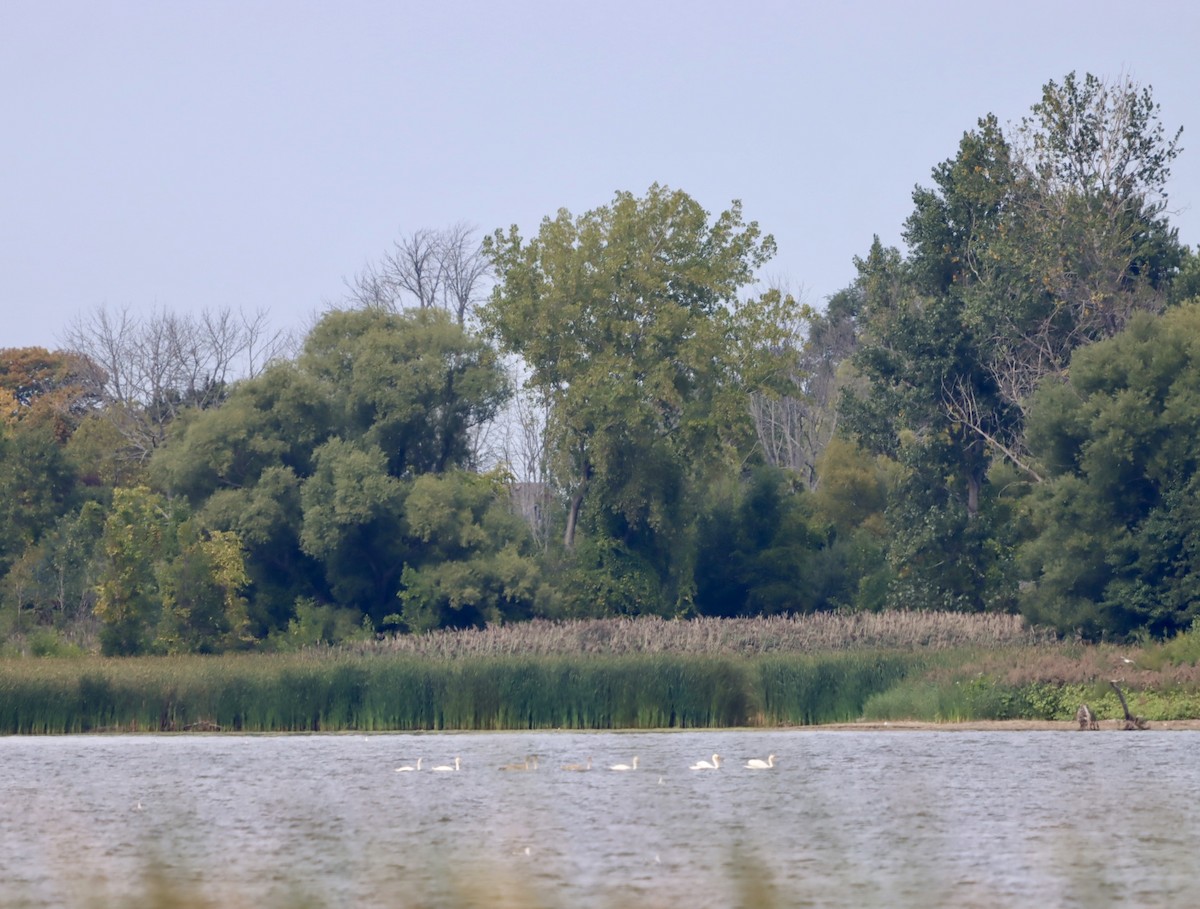 Хун - ML642038340