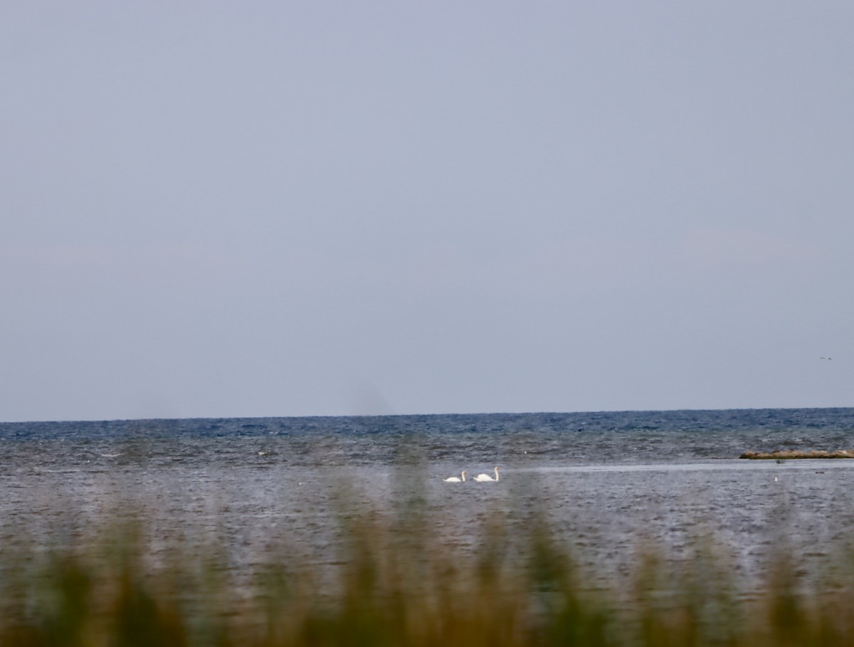 Хун - ML642038341