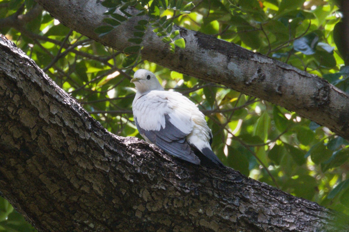 Torresian Imperial-Pigeon - ML642038350