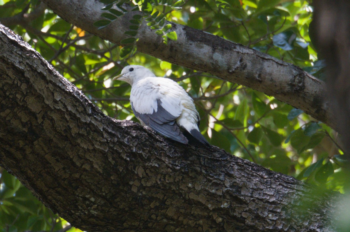 Torresian Imperial-Pigeon - ML642038351