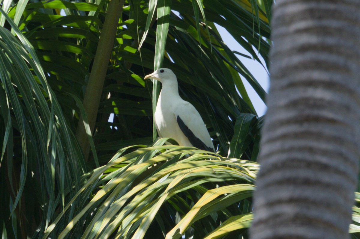 Torresian Imperial-Pigeon - ML642038352