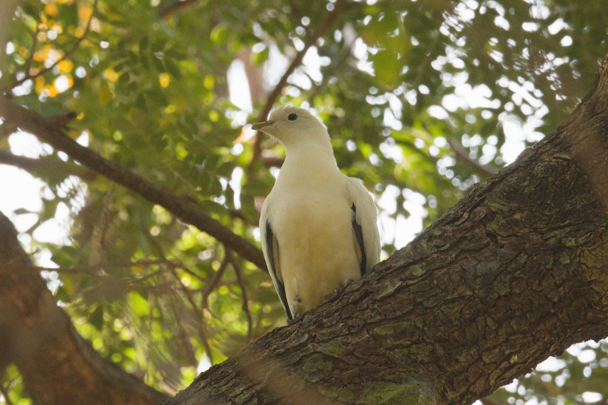 Torresian Imperial-Pigeon - ML642038353