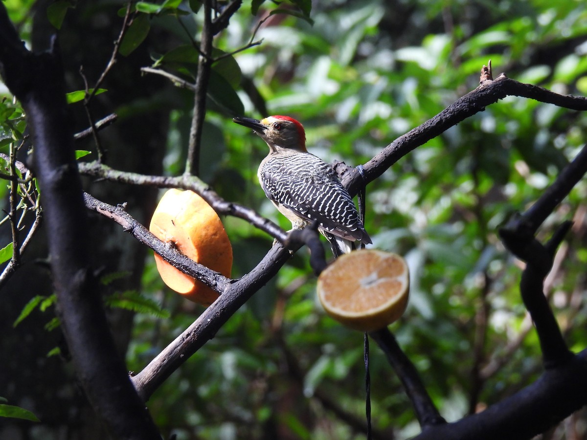 Golden-fronted Woodpecker - ML642038356
