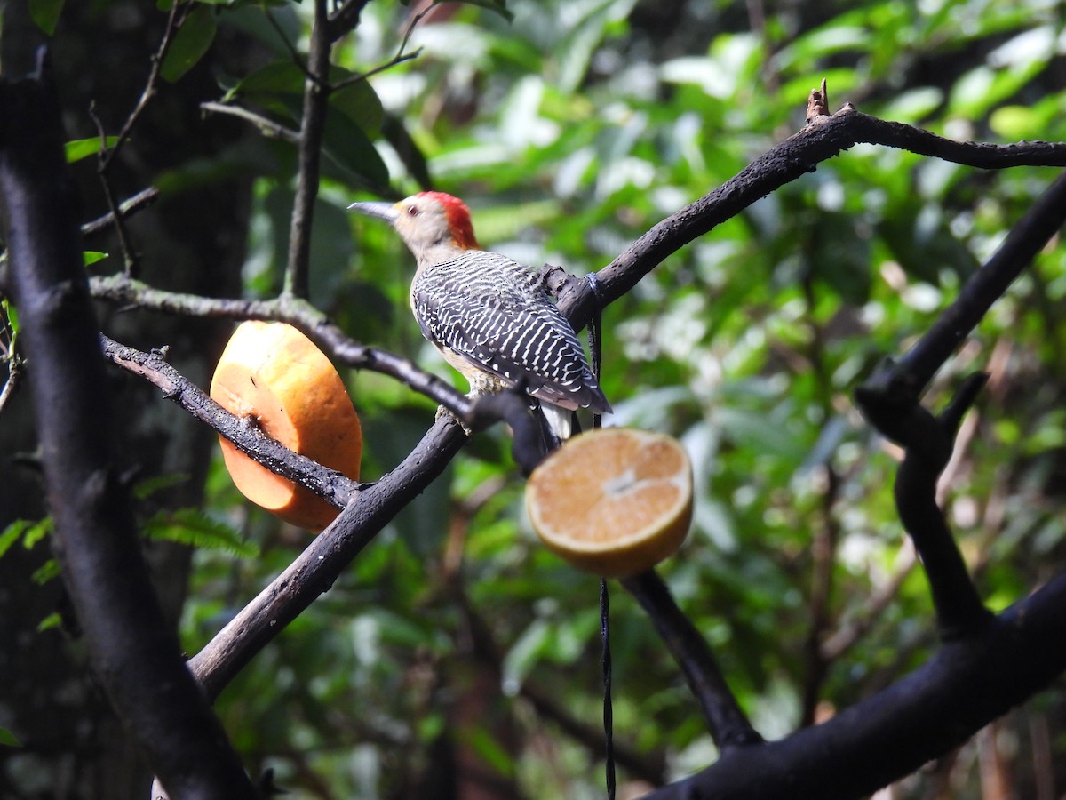 Golden-fronted Woodpecker - ML642038357
