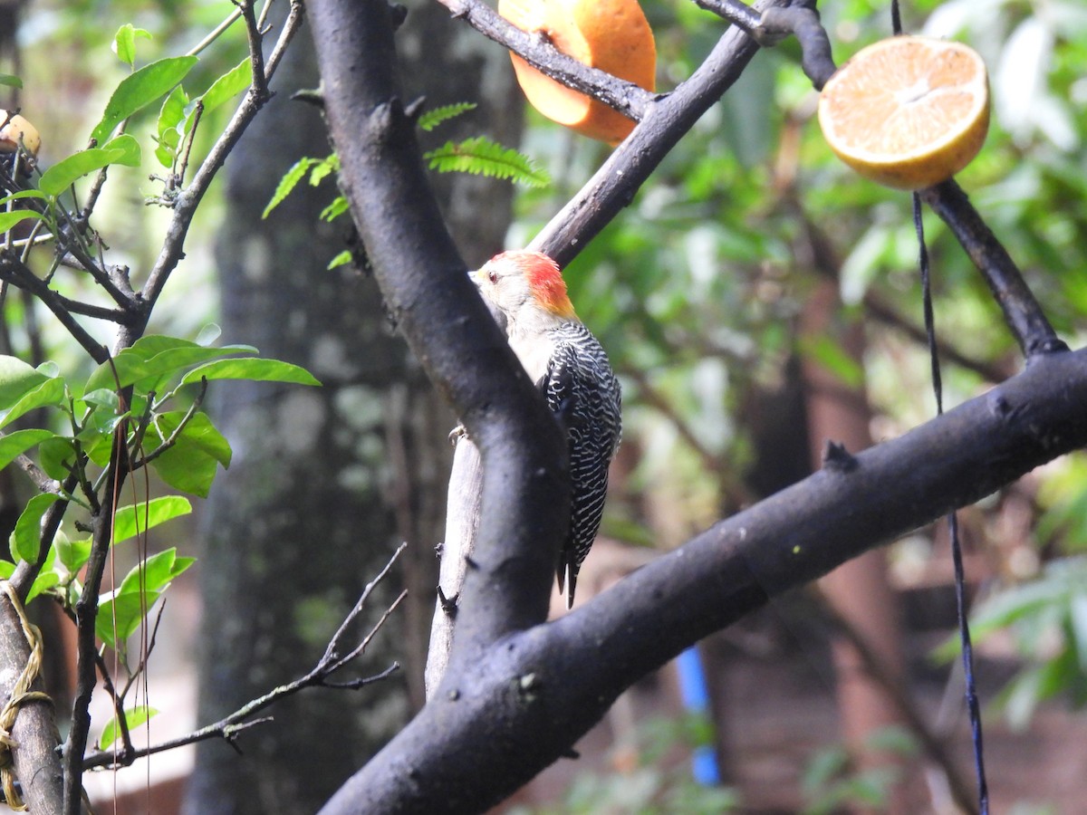 Golden-fronted Woodpecker - ML642038358