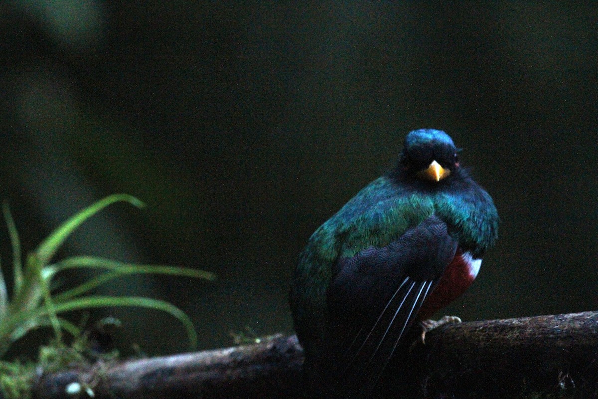 Trogon masqué - ML642038366