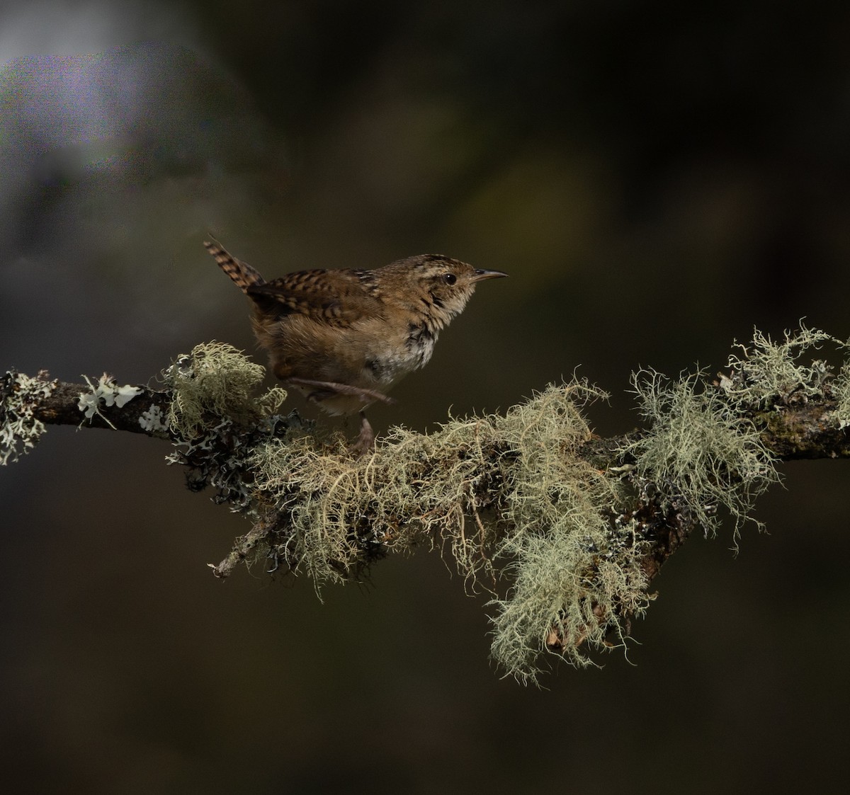 Grass Wren - ML642038381