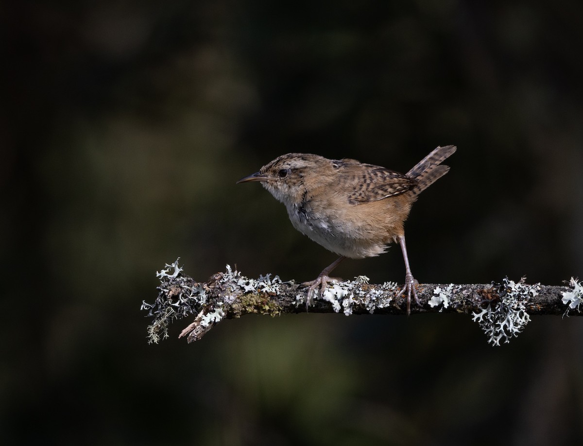 Grass Wren - ML642038383