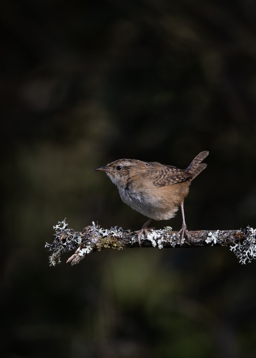 Grass Wren - ML642038384