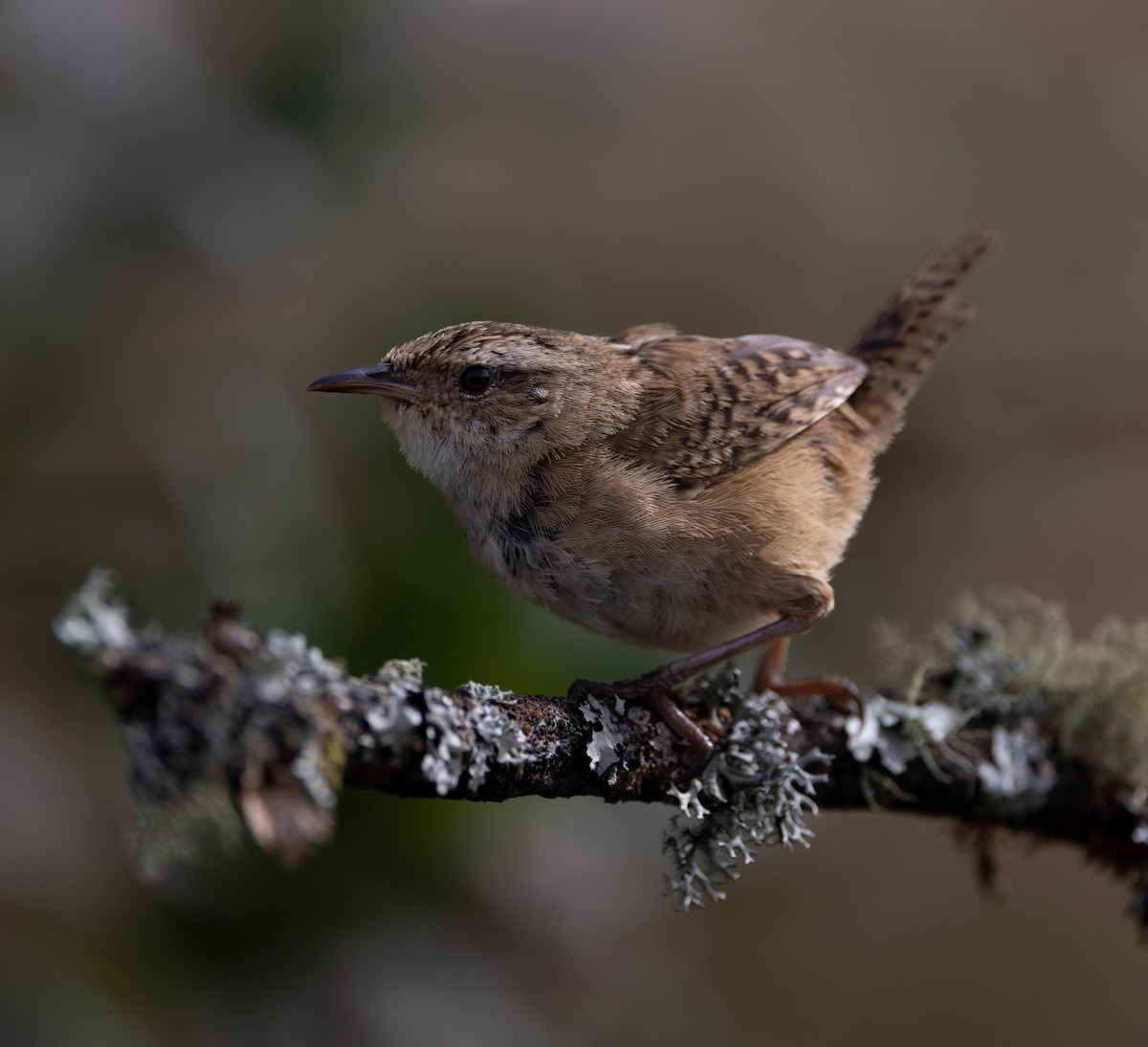 Grass Wren - ML642038390